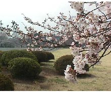 Cherry blossom in Gyoen
