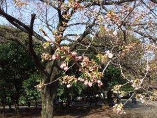 A bud of cherry blossom