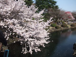 cherry blossoms over a pond