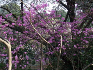 pink_colored_cherry_blossom