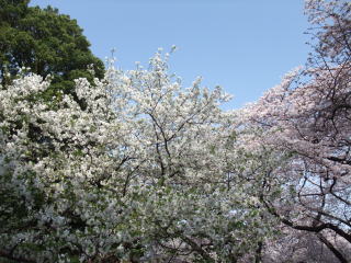 White and cherry colored cherry blossoms