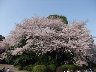 cherry_blossom