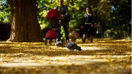 shinjuku gyoen parn 